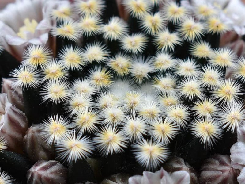 Mammillaria schiedeana ssp. dumetorum ML 501