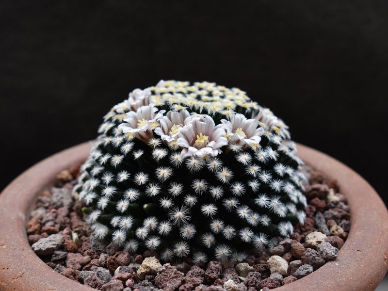 Mammillaria schiedeana ssp. dumetorum ML 501