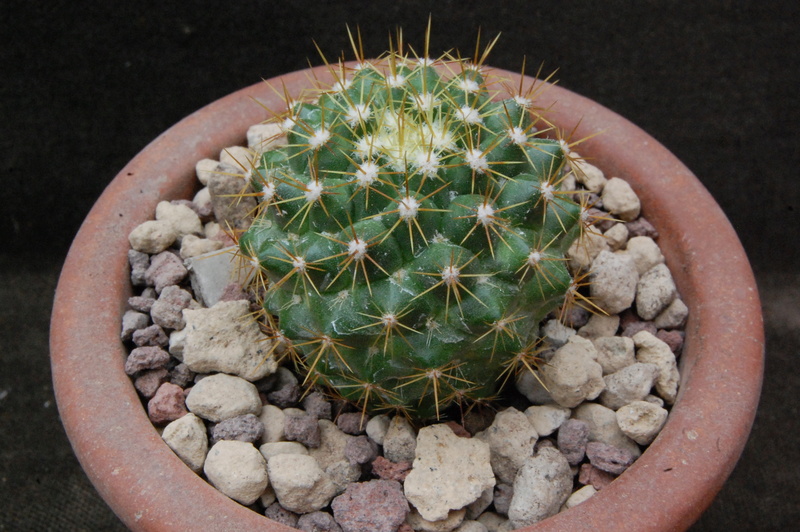 Mammillaria marksiana PN 562