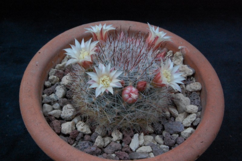 Mammillaria aff. mathildae 