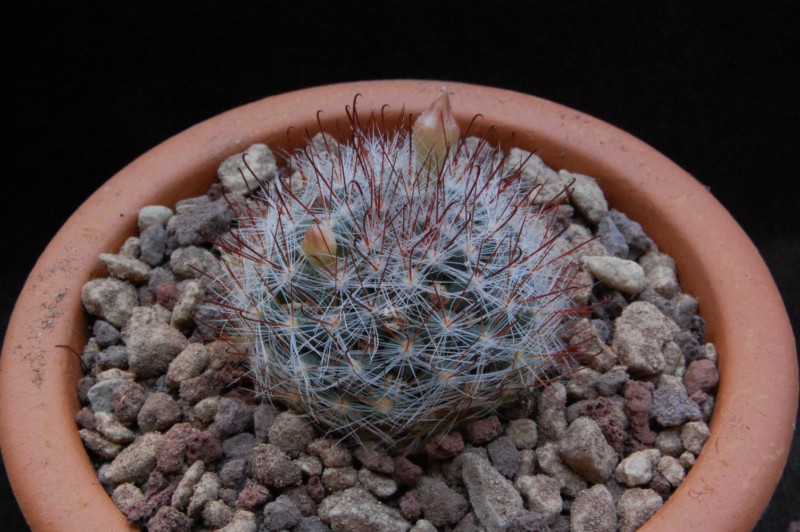 Mammillaria aff. mathildae 