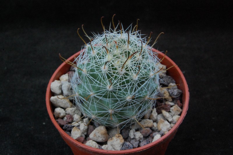 Mammillaria boolii REP 819