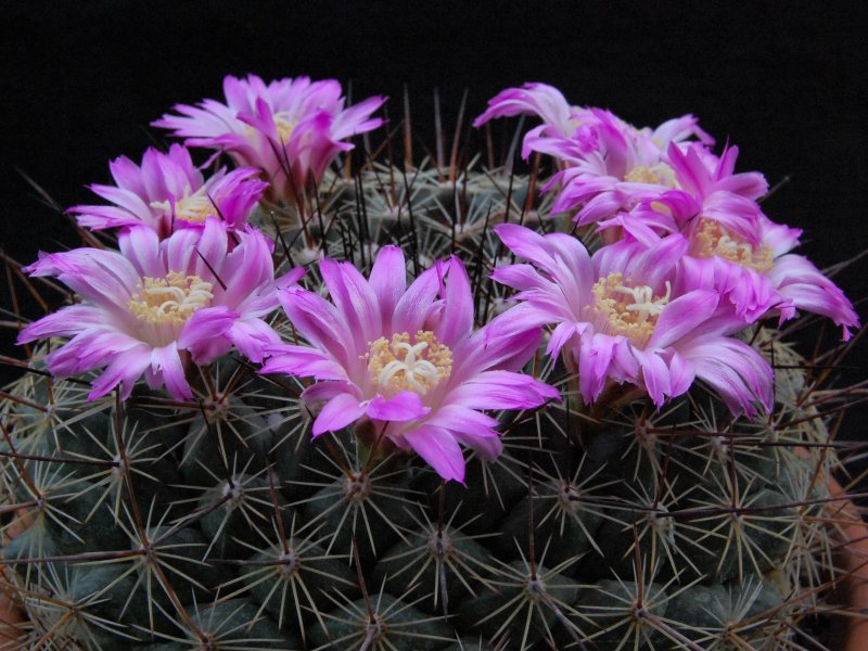 Mammillaria melanocentra ssp. rubrograndis 