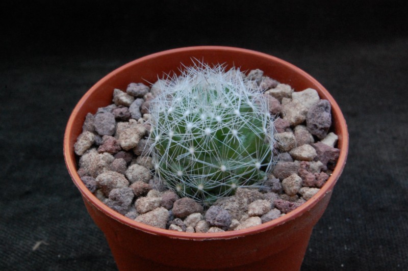 Mammillaria kraehenbuehlii ML 36