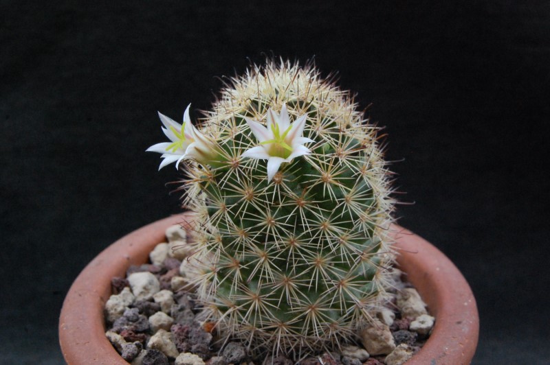 Mammillaria blossfeldiana v. shurliana WM 5620