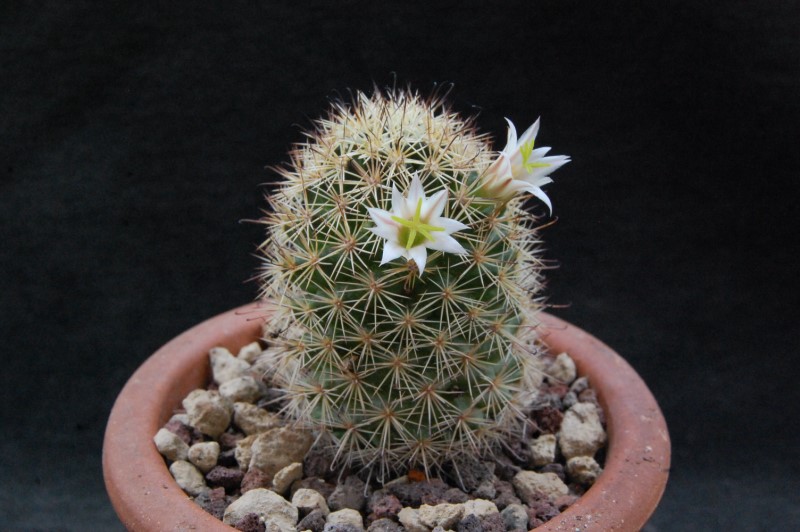 Mammillaria blossfeldiana v. shurliana WM 5620