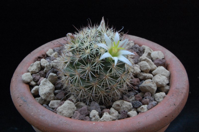 Mammillaria blossfeldiana v. shurliana WM 5620