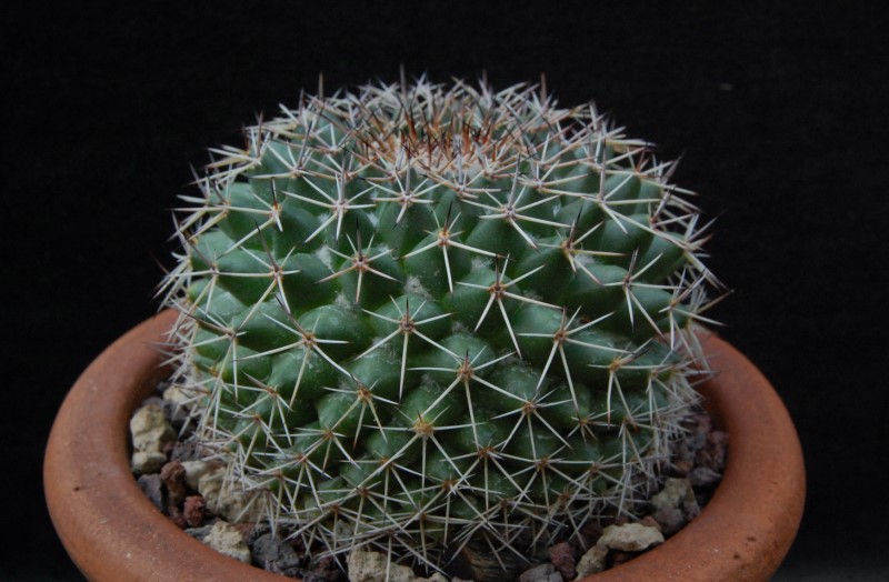 Mammillaria chaletii JMC 5238