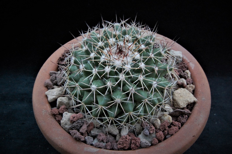 Mammillaria chaletii JMC 5238