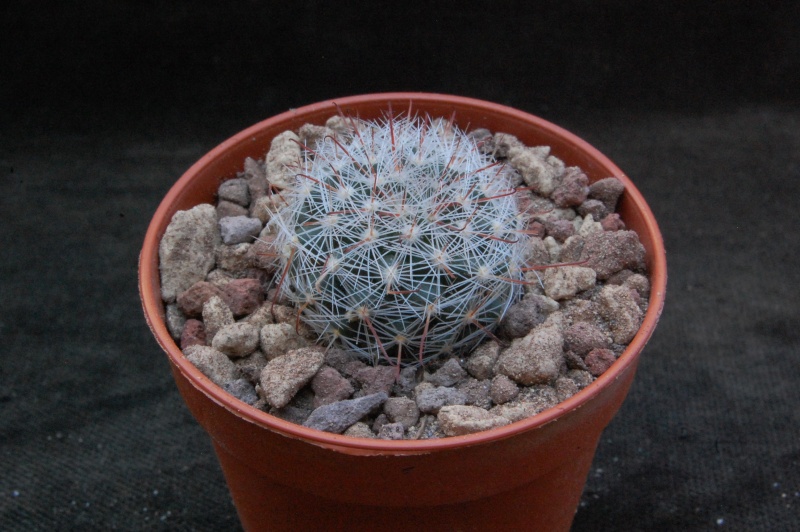 Mammillaria guillauminiana WH 135