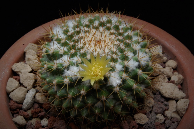 Mammillaria marksiana ROG 672