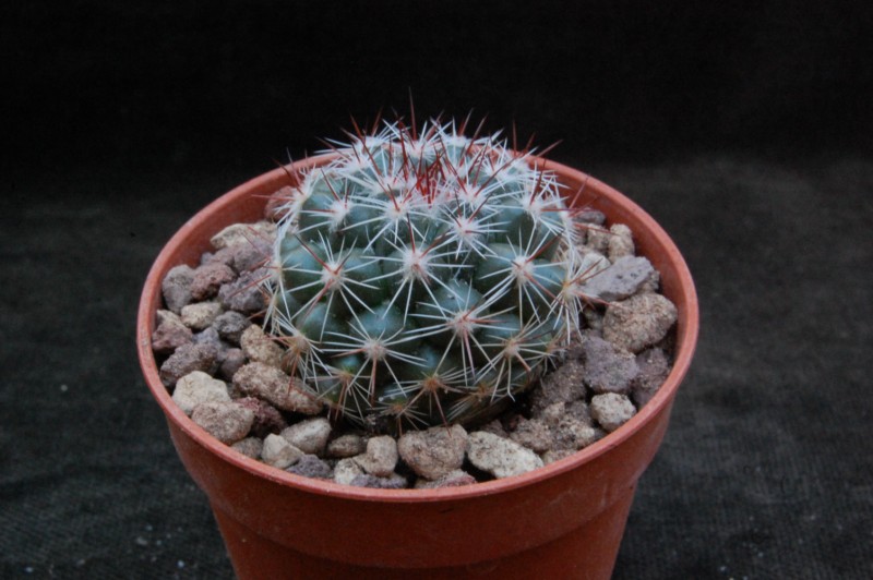 Mammillaria maycobensis PN 581