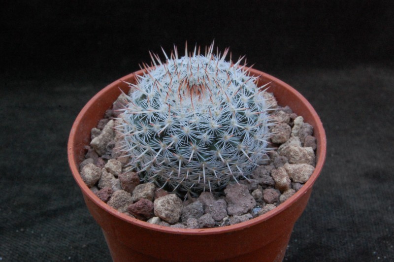Mammillaria infernillensis ROG 651