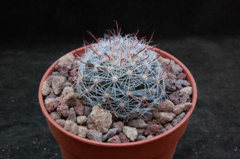 Mammillaria guillauminiana WK 78