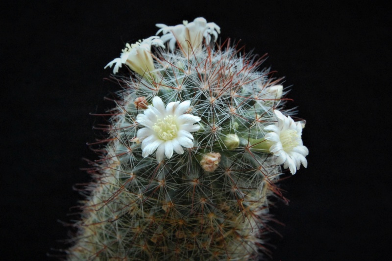 Mammillaria gilensis AFB 802