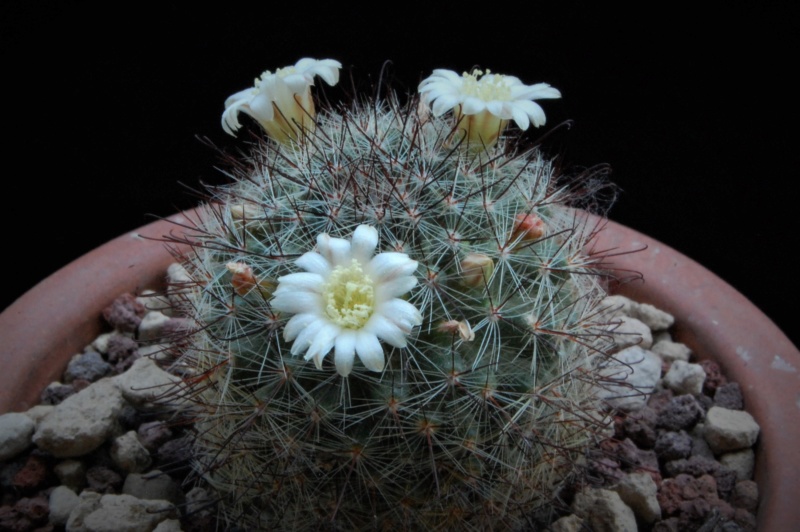 Mammillaria gilensis AFB 802