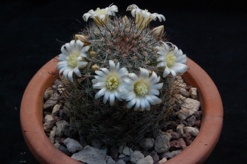 Mammillaria gilensis AFB 802