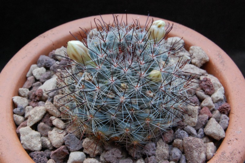 Mammillaria gilensis AFB 802