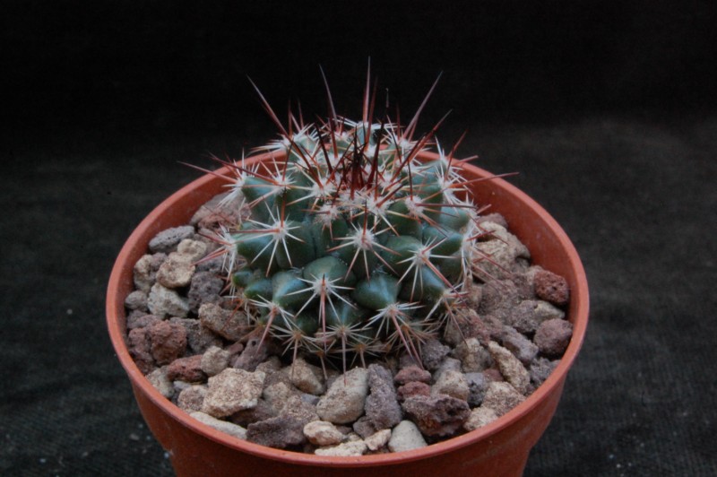 Mammillaria sonorensis REP 563