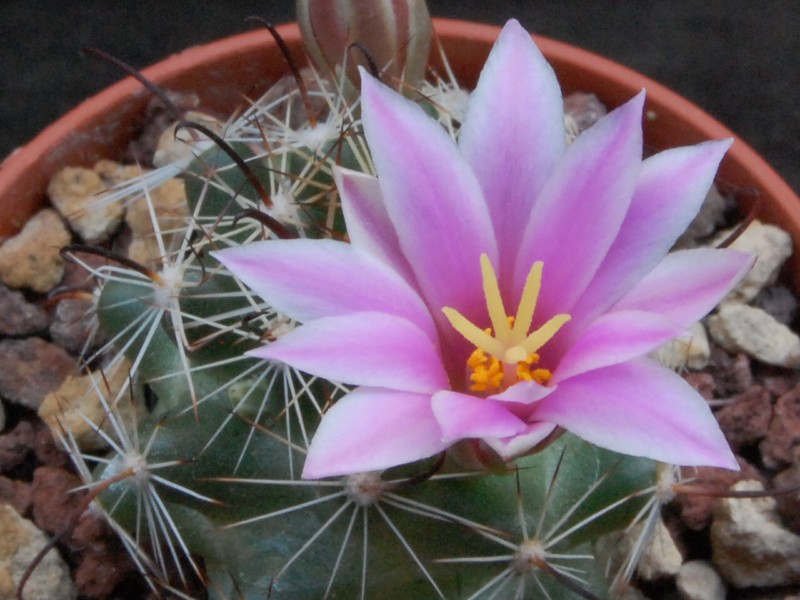 Mammillaria insularis LAU 22