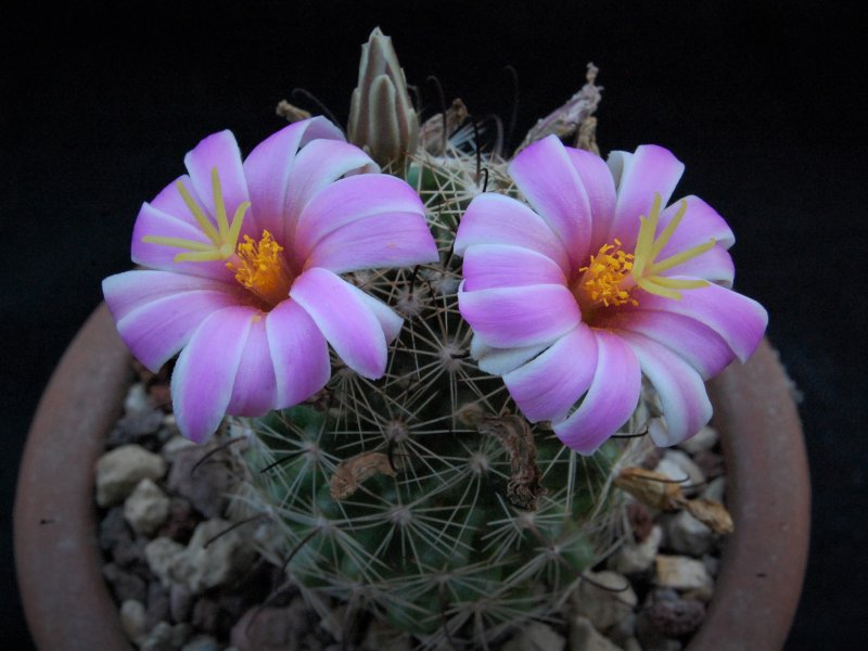 Mammillaria insularis LAU 22