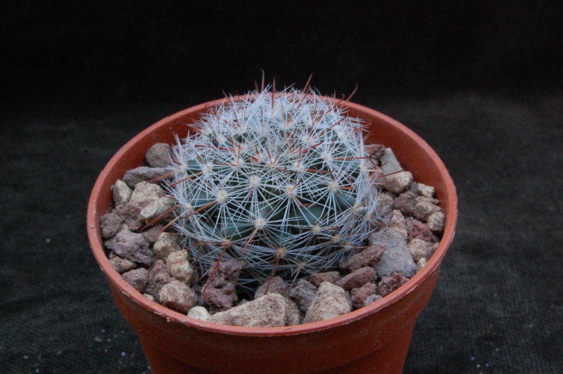 Mammillaria guillauminiana MZ 785