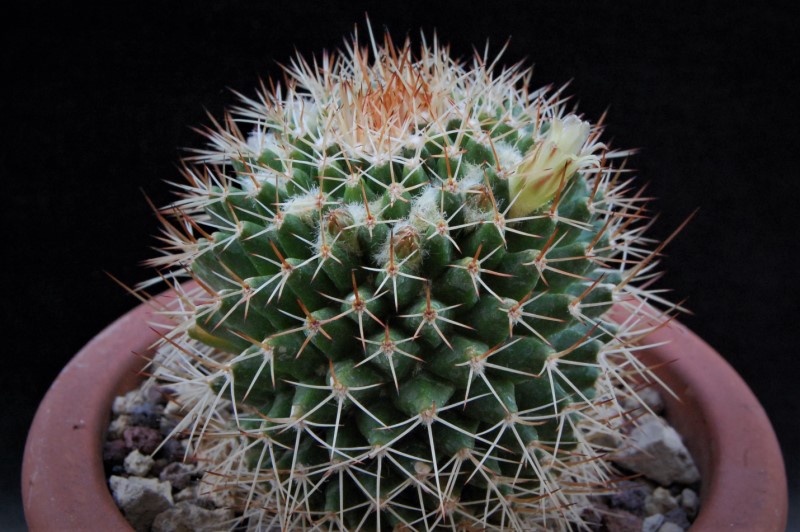 Mammillaria karwinskiana ssp. beiselii 