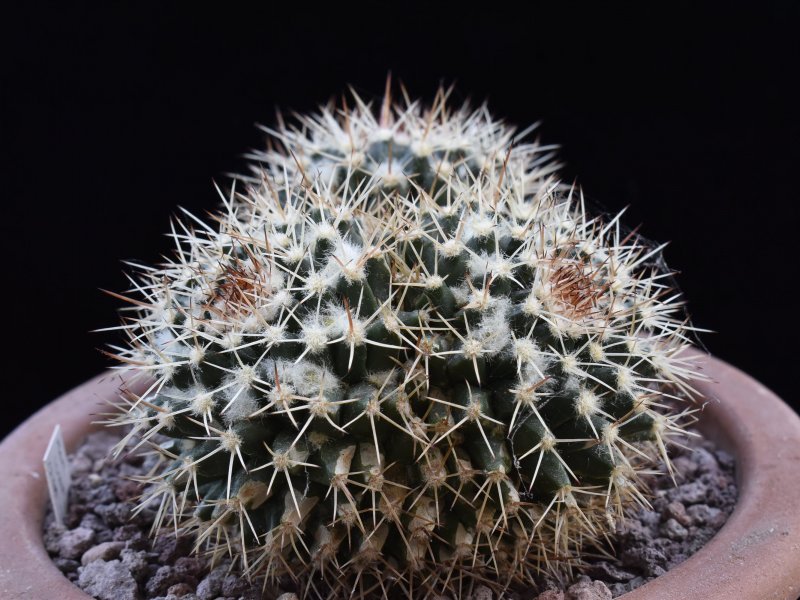 Mammillaria karwinskiana ssp. beiselii 