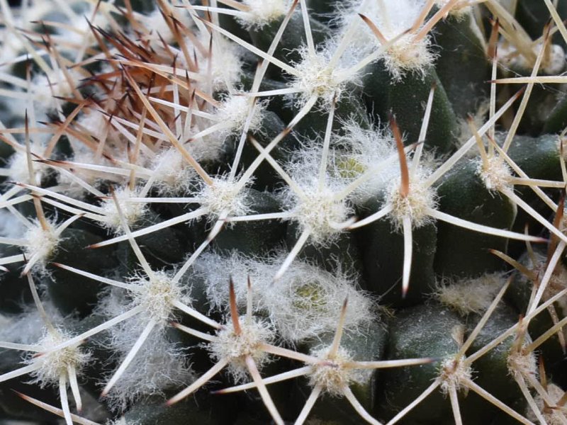 Mammillaria karwinskiana ssp. beiselii 