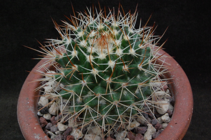 Mammillaria karwinskiana ssp. beiselii 