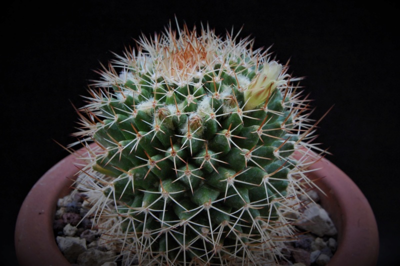 Mammillaria karwinskiana ssp. beiselii 