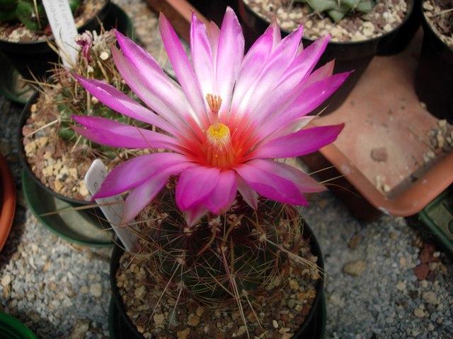 Thelocactus bicolor v. schottii 