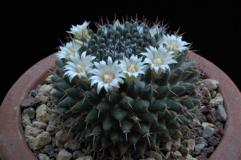 Mammillaria formosa AvZ 251