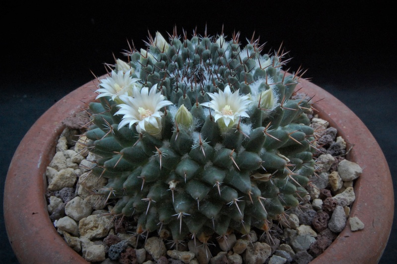 Mammillaria formosa AvZ 251