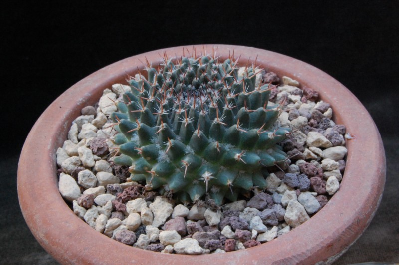 Mammillaria formosa AvZ 251