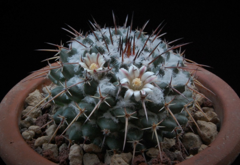 Mammillaria saint-pieana AvZ 399