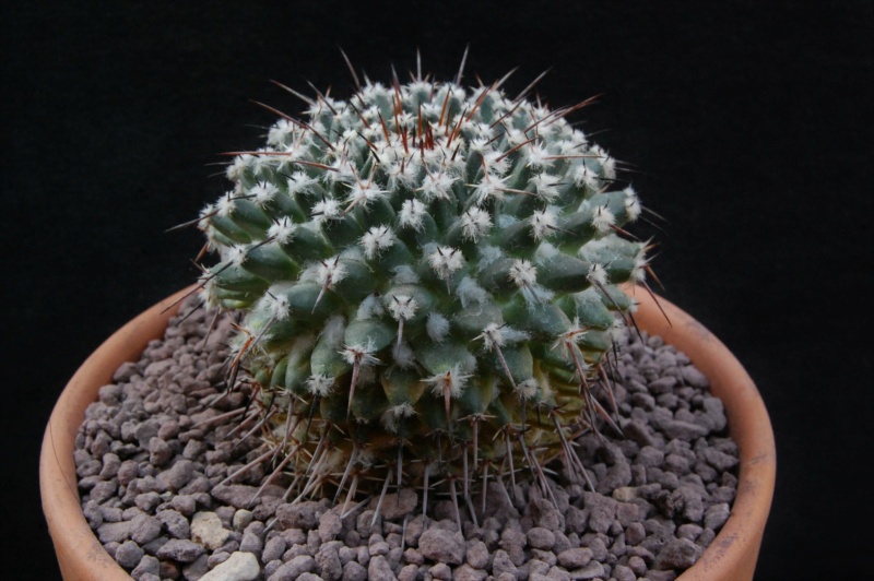 Mammillaria saint-pieana AvZ 399