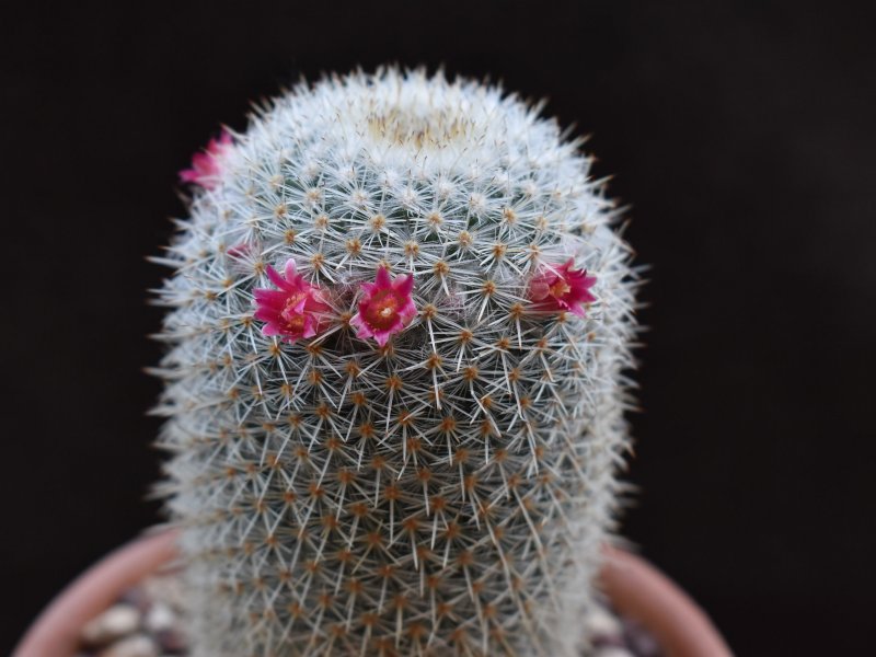 Mammillaria supertexta AvZ 441