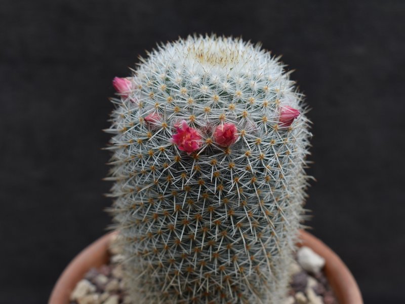 Mammillaria supertexta AvZ 441