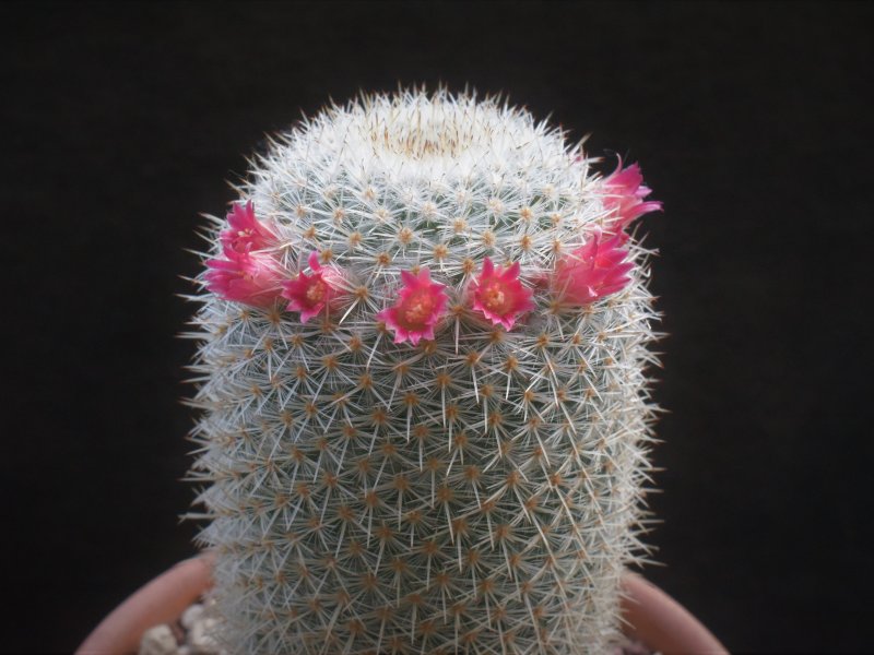 Mammillaria supertexta AvZ 441