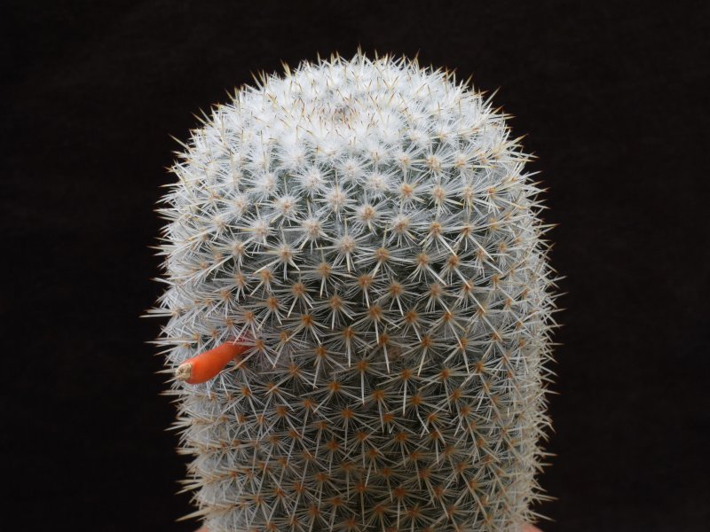 Mammillaria supertexta AvZ 441