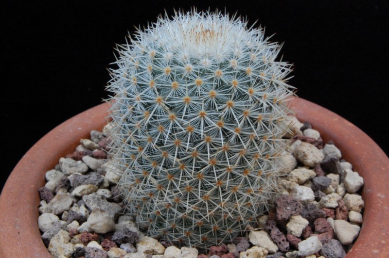 Mammillaria supertexta AvZ 441