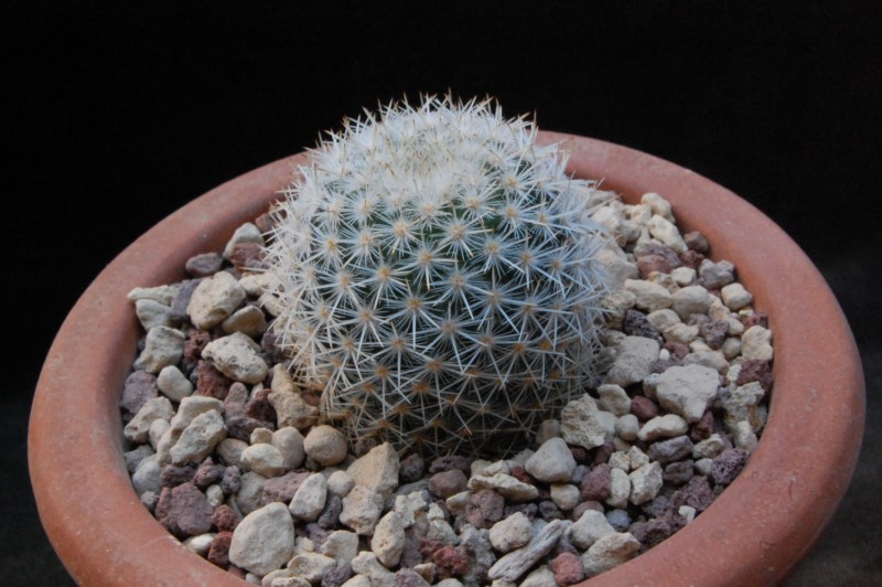 Mammillaria supertexta AvZ 441