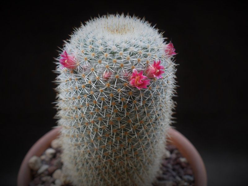 Mammillaria supertexta AvZ 441