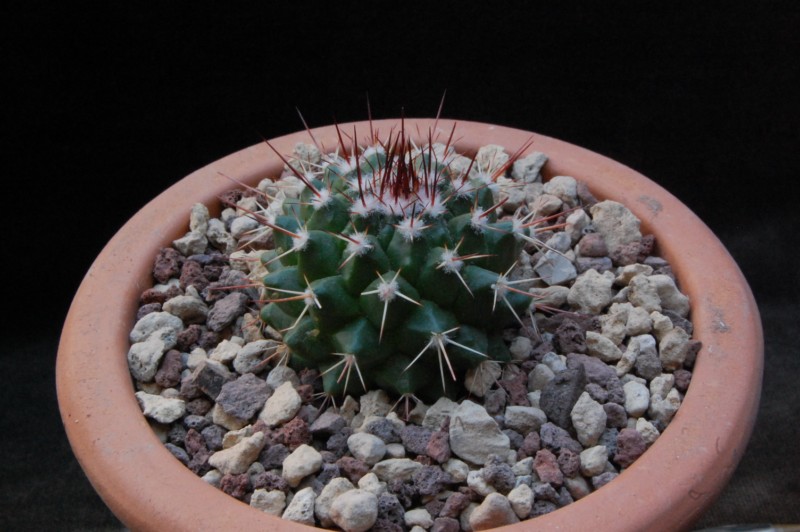 Mammillaria mystax AvZ 466