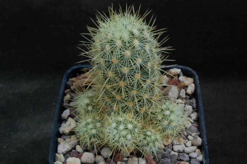 Mammillaria elongata AvZ 360