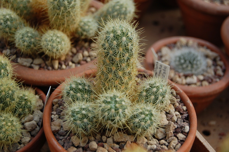 Mammillaria elongata AvZ 360