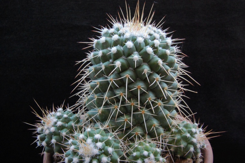 Mammillaria compressa AvZ 409