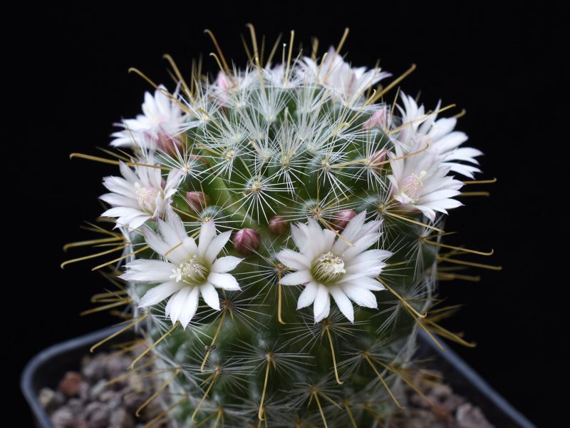 Mammillaria sinistrohamata AvZ 395