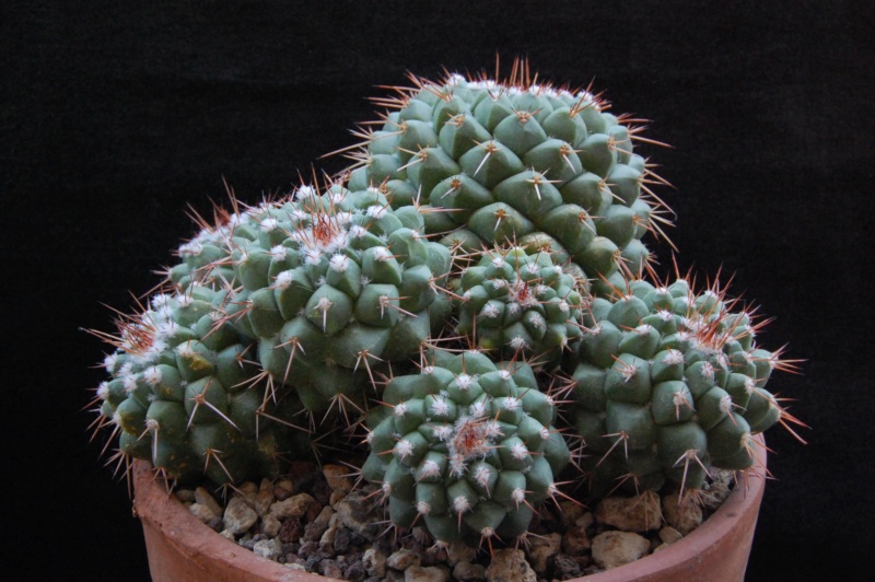 Mammillaria compressa AvZ 409